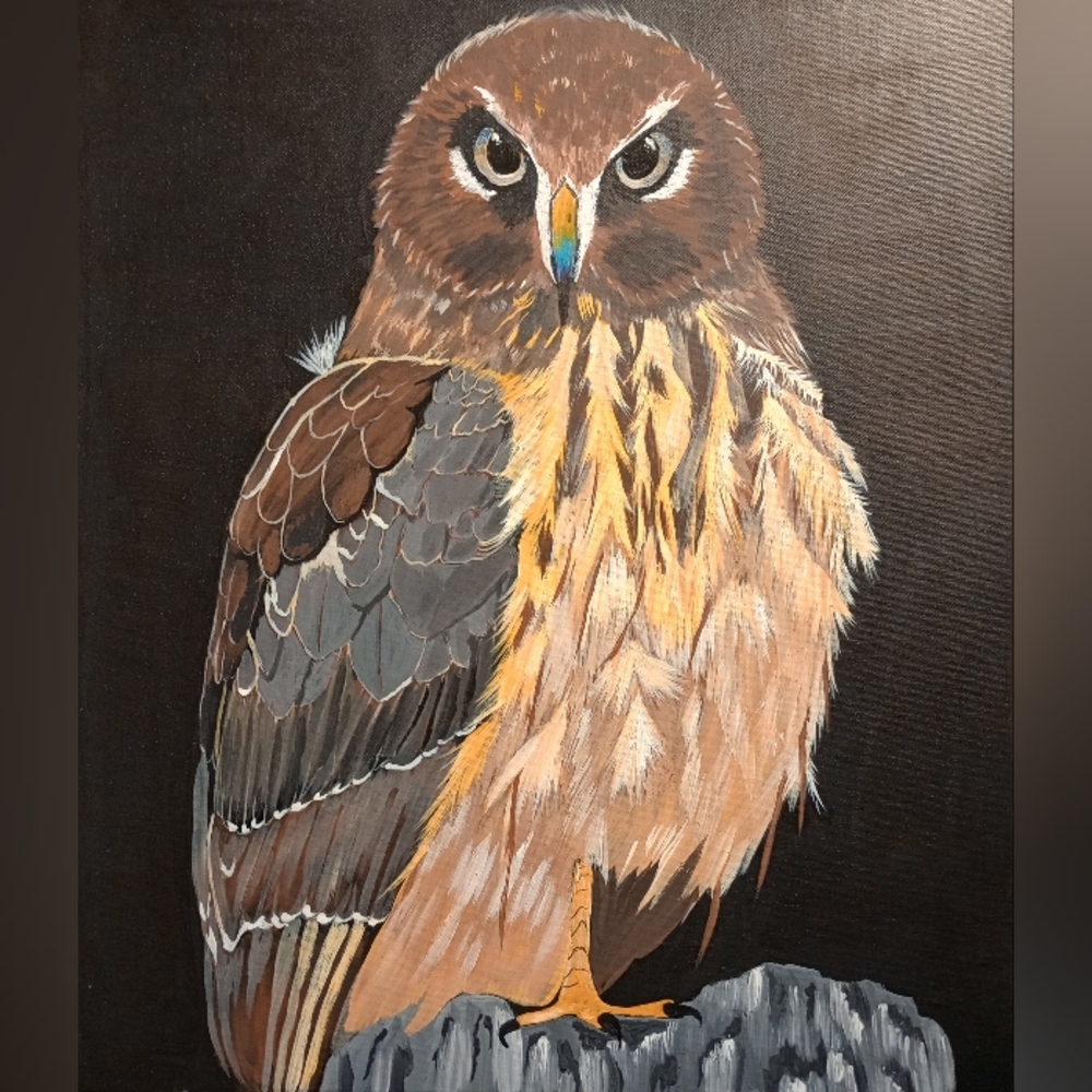 Great Peregrine Falcon print